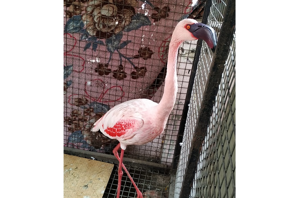 La operación Thunderball condujo a la incautación de más de  4 300 aves, como este ejemplar de flamenco enano (Phoenicoparrus minus), interceptado en una tienda de animales por la Oficina india de Control de los Delitos contra la Fauna y la Flora silvestres del Departamento de Bosques de Maharashtra.